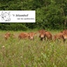 t Silsomhof