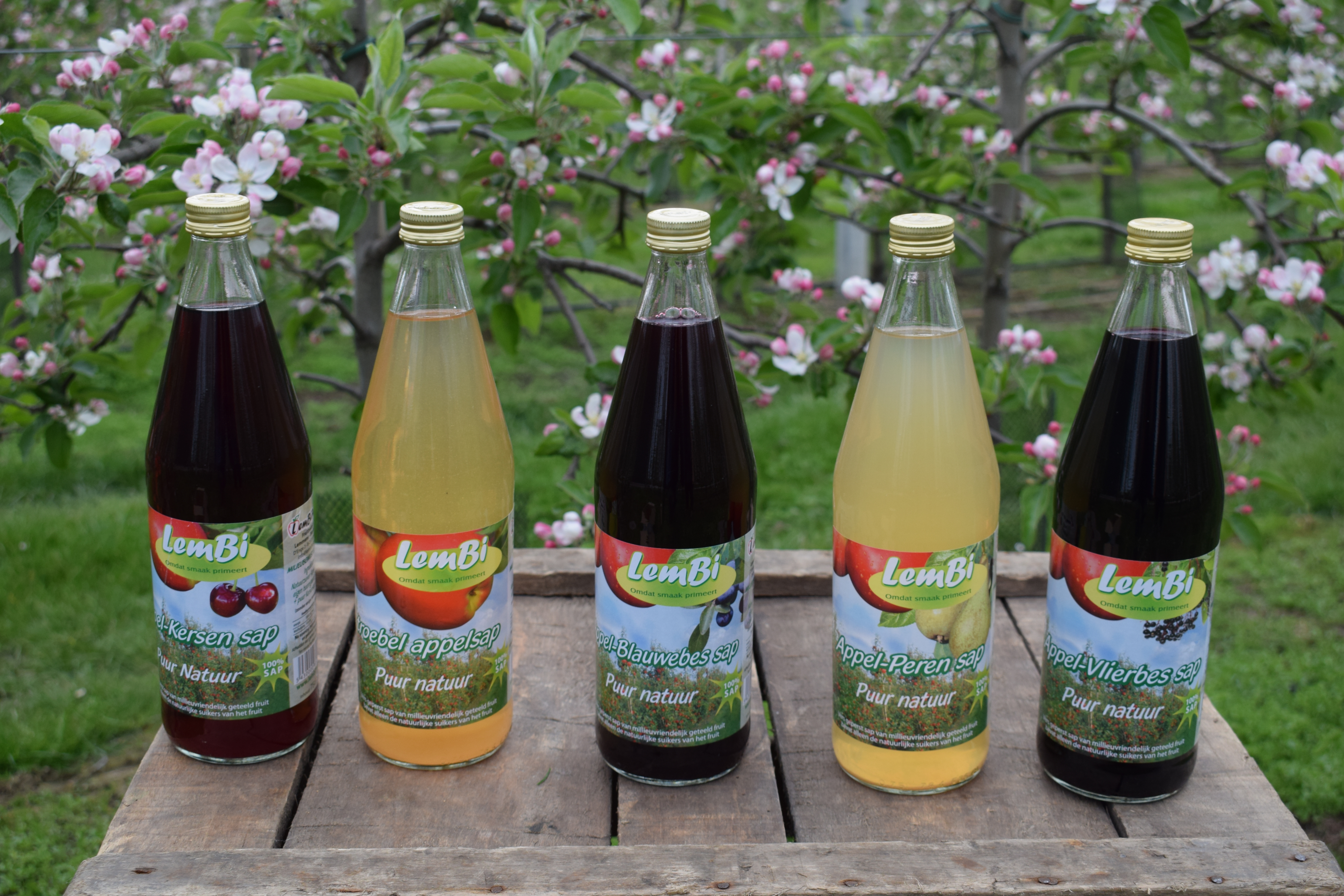 Sapmengelingen_lembi