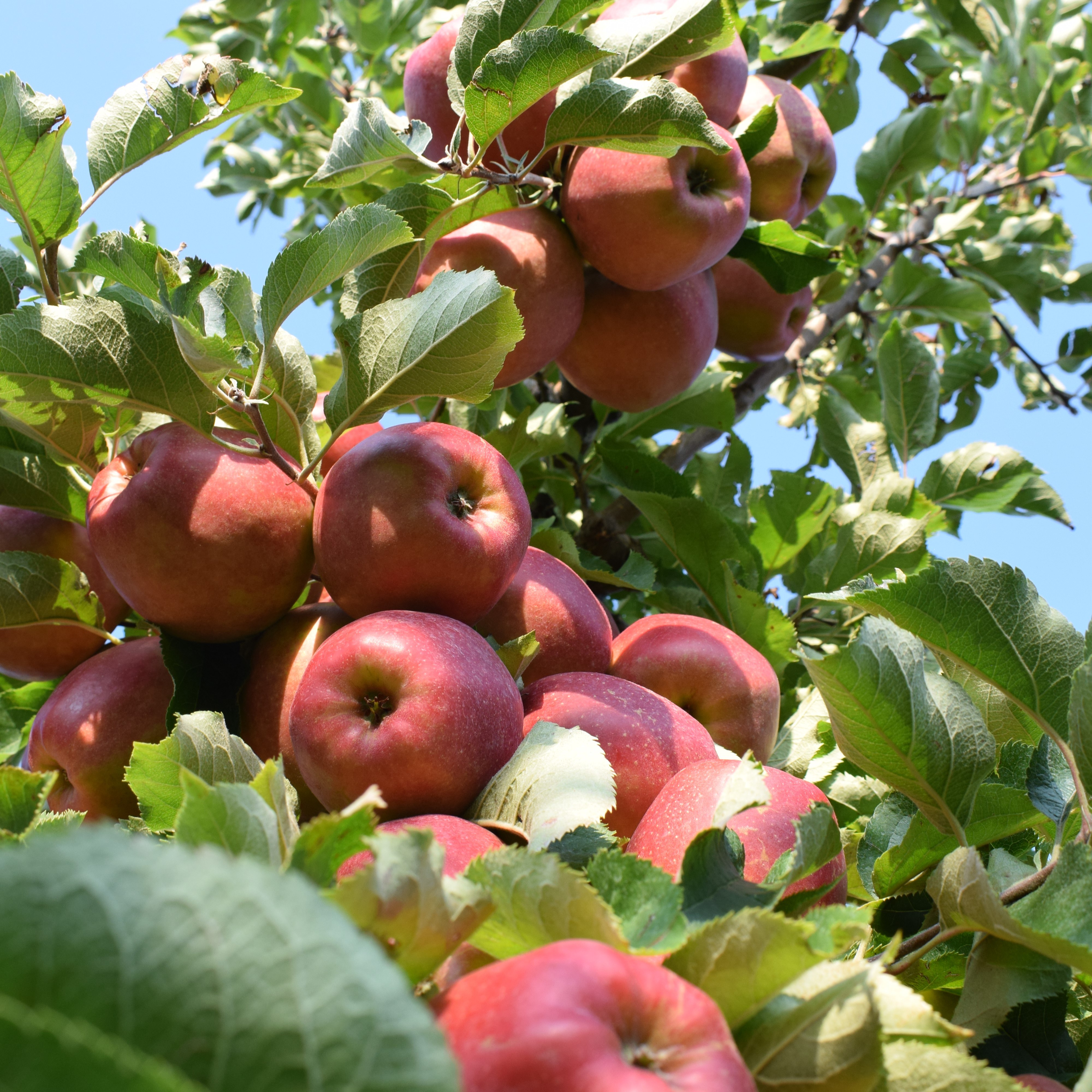 Jonagold_boom_square_lembi_appels