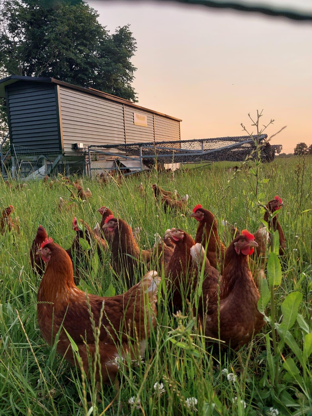 Kippenstalzonsondergang Weiland Eitjes
