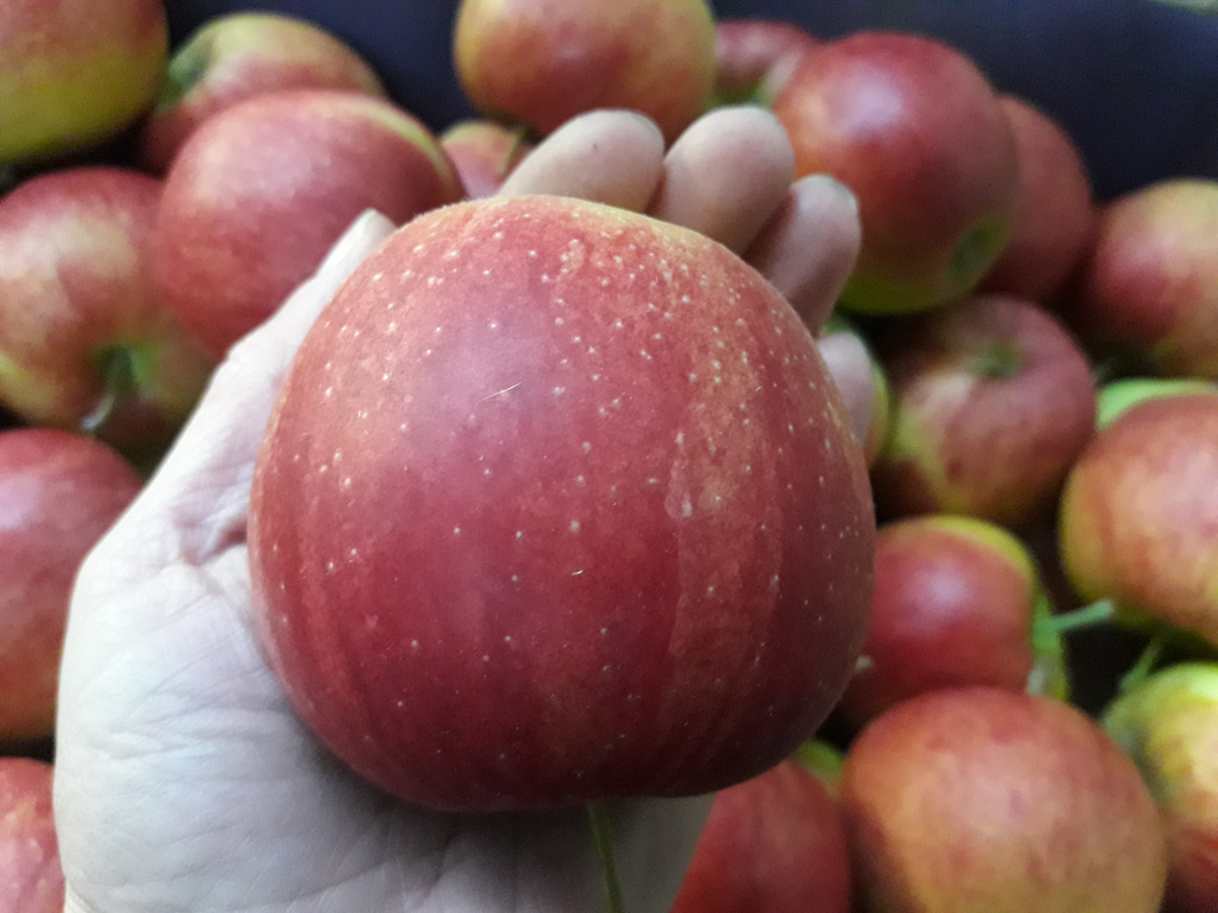 Jonagored websitefoto