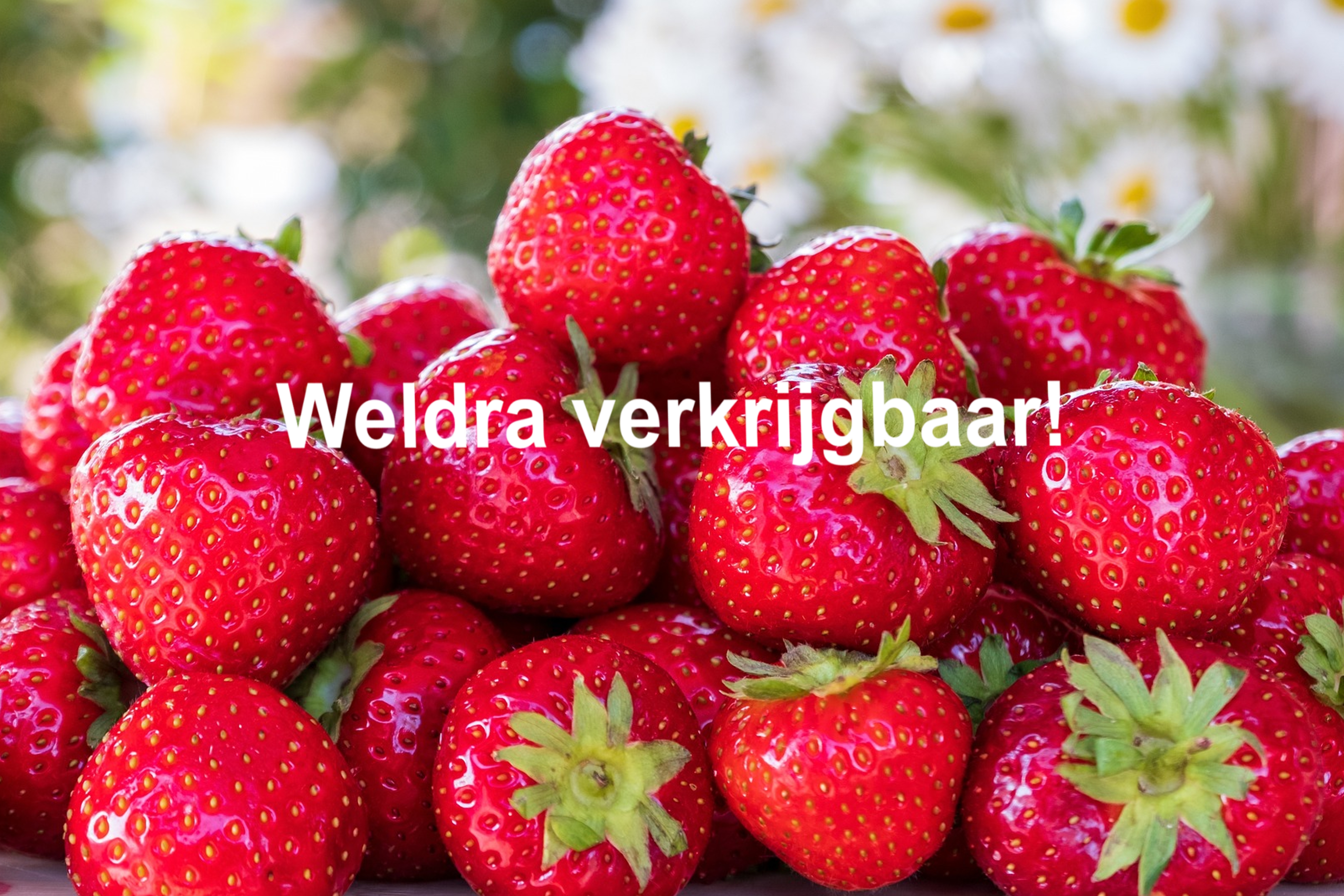 Zachtfruit aardbei WV