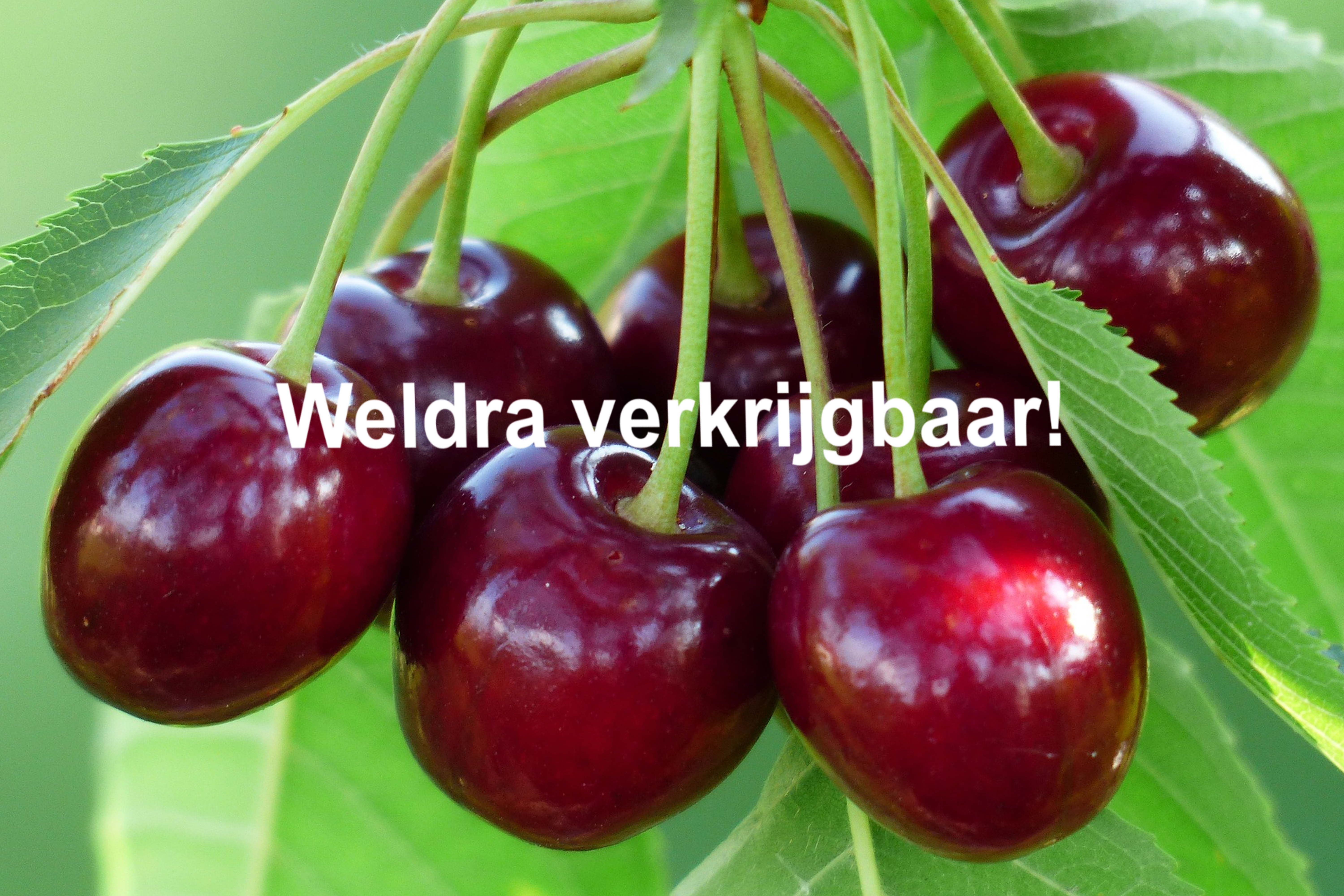 Zachtfruit kersen WV