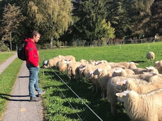 Roel schapen