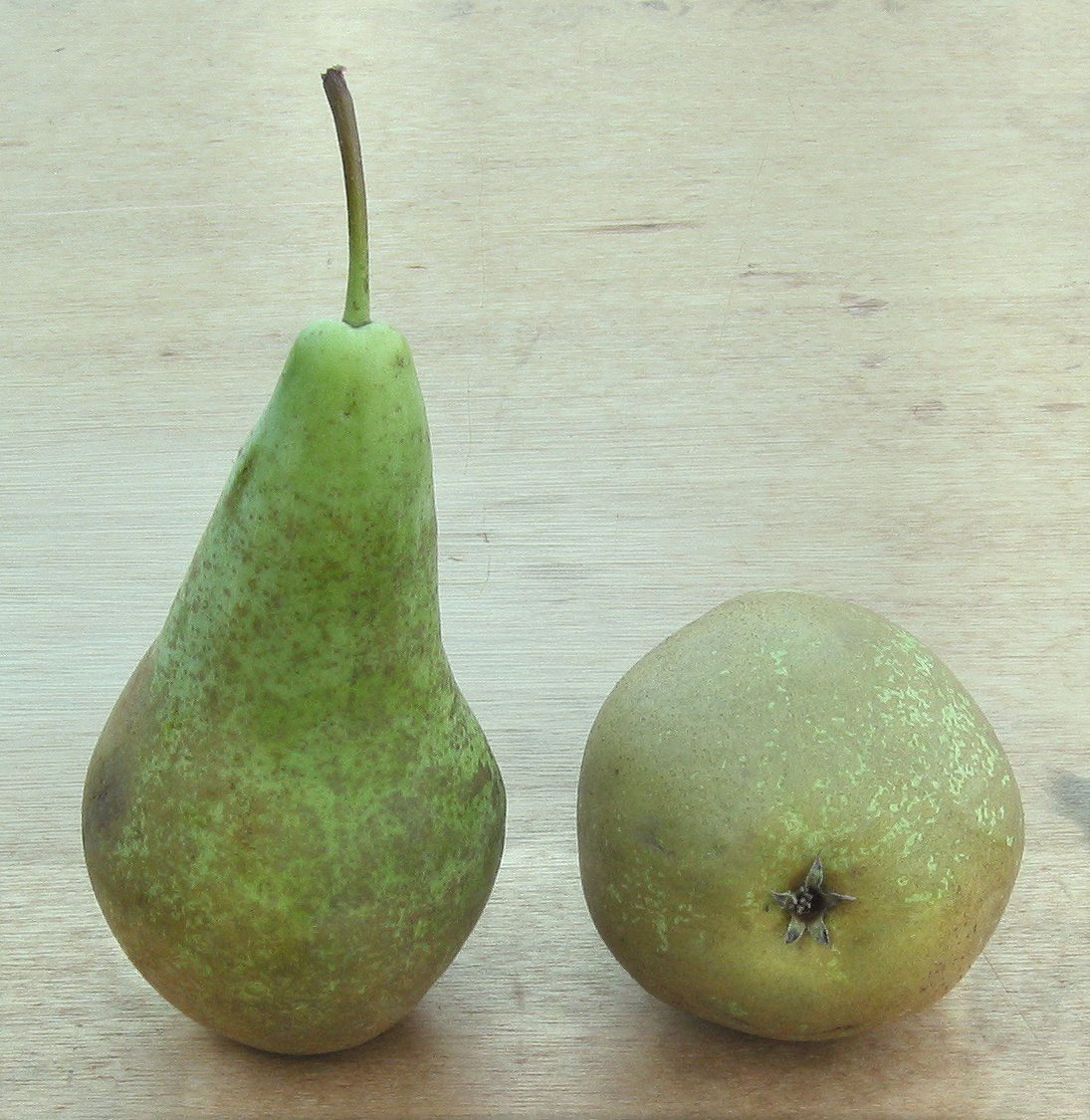 Conference Peren