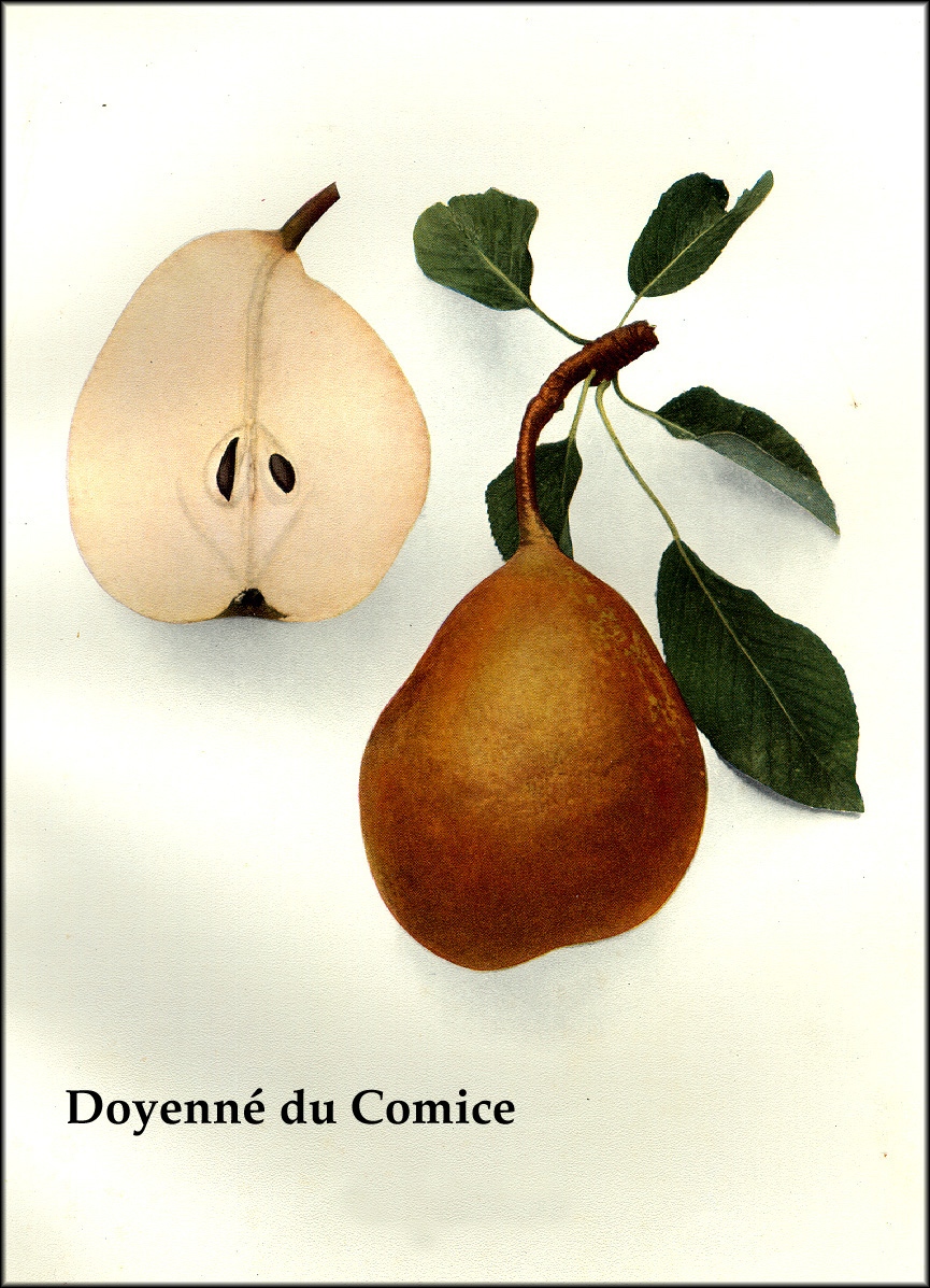 Doyenne