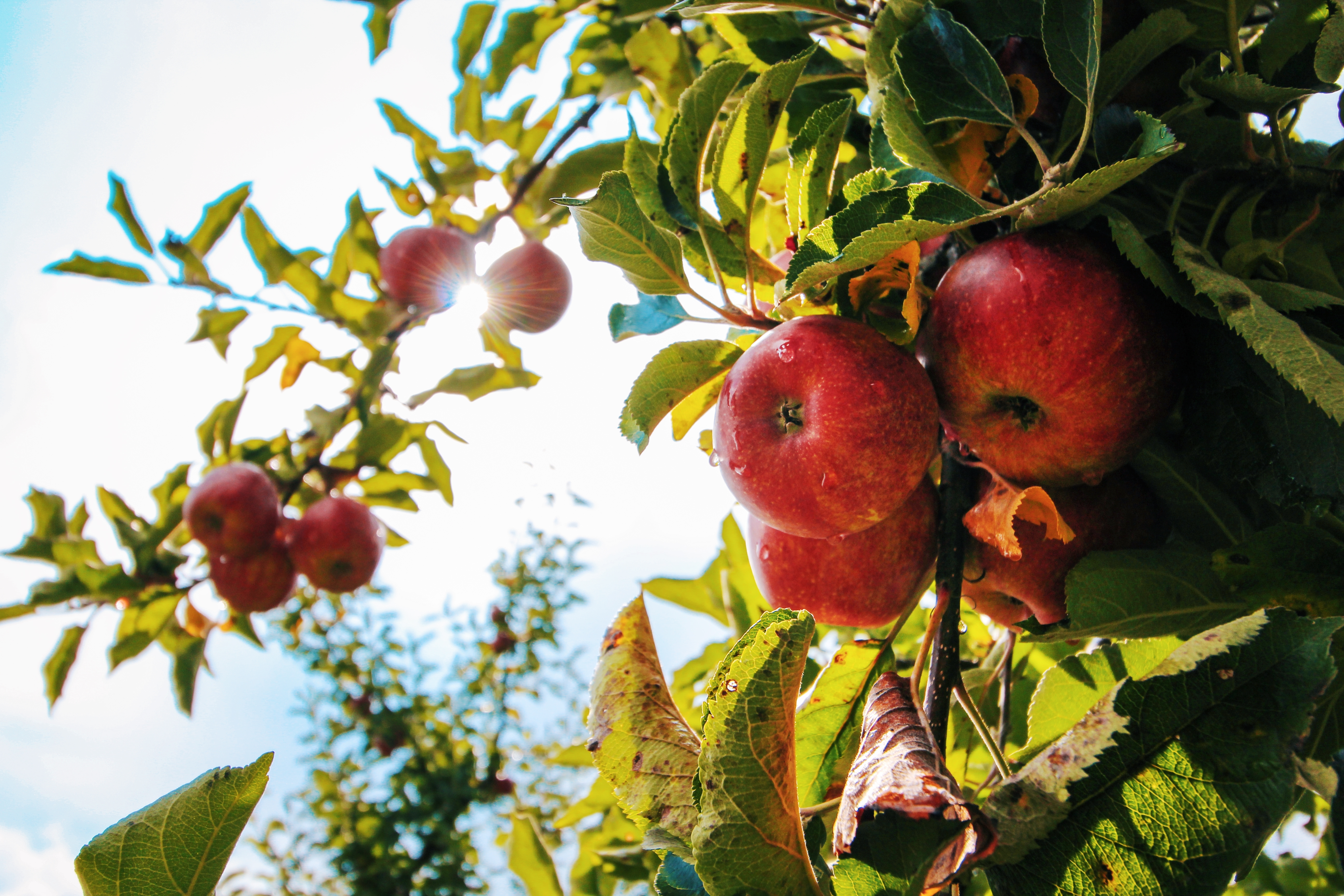 Appelsap