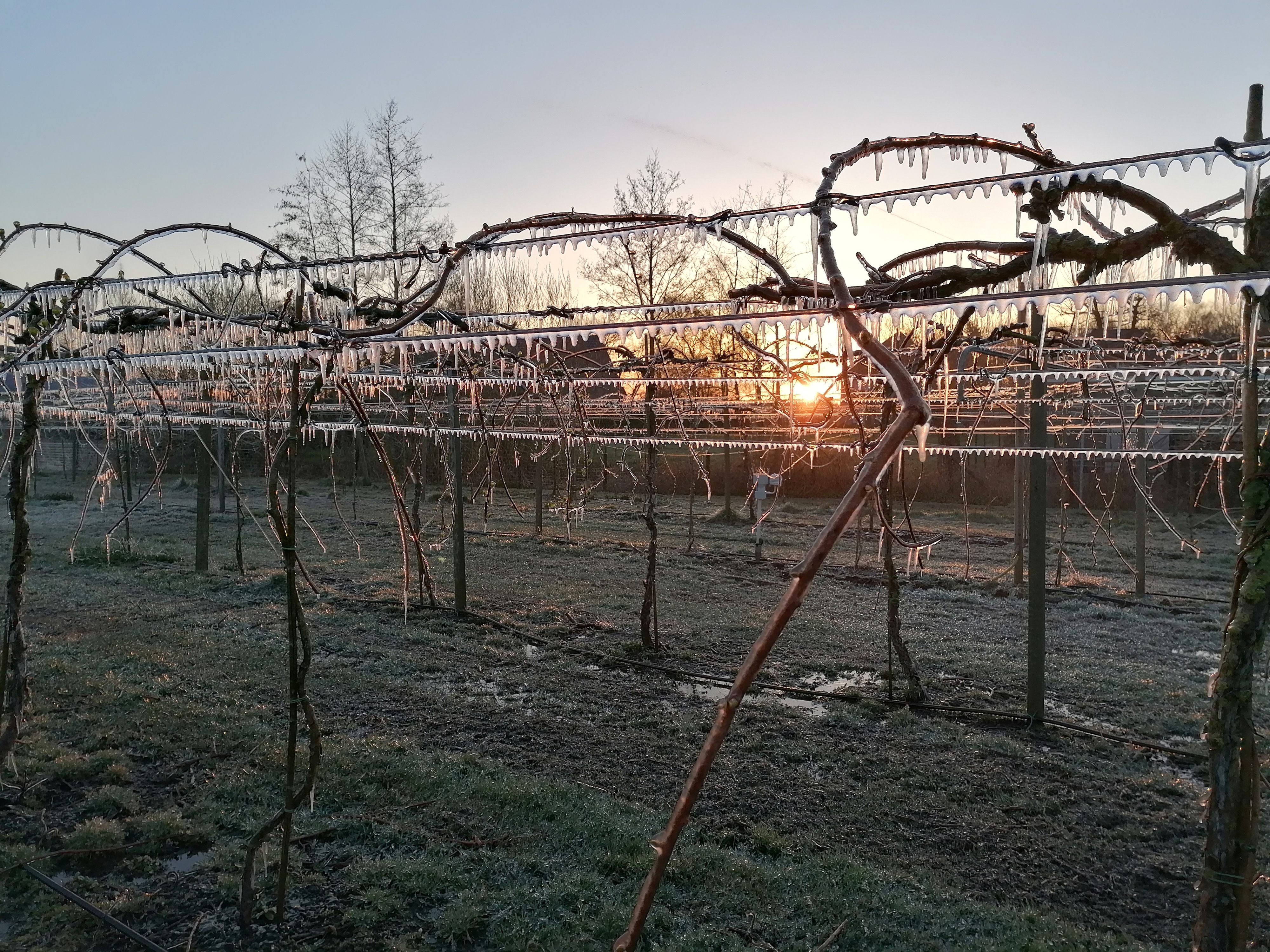 Bescherming van de kiwibes plantage tegen de lentenachtvorst...