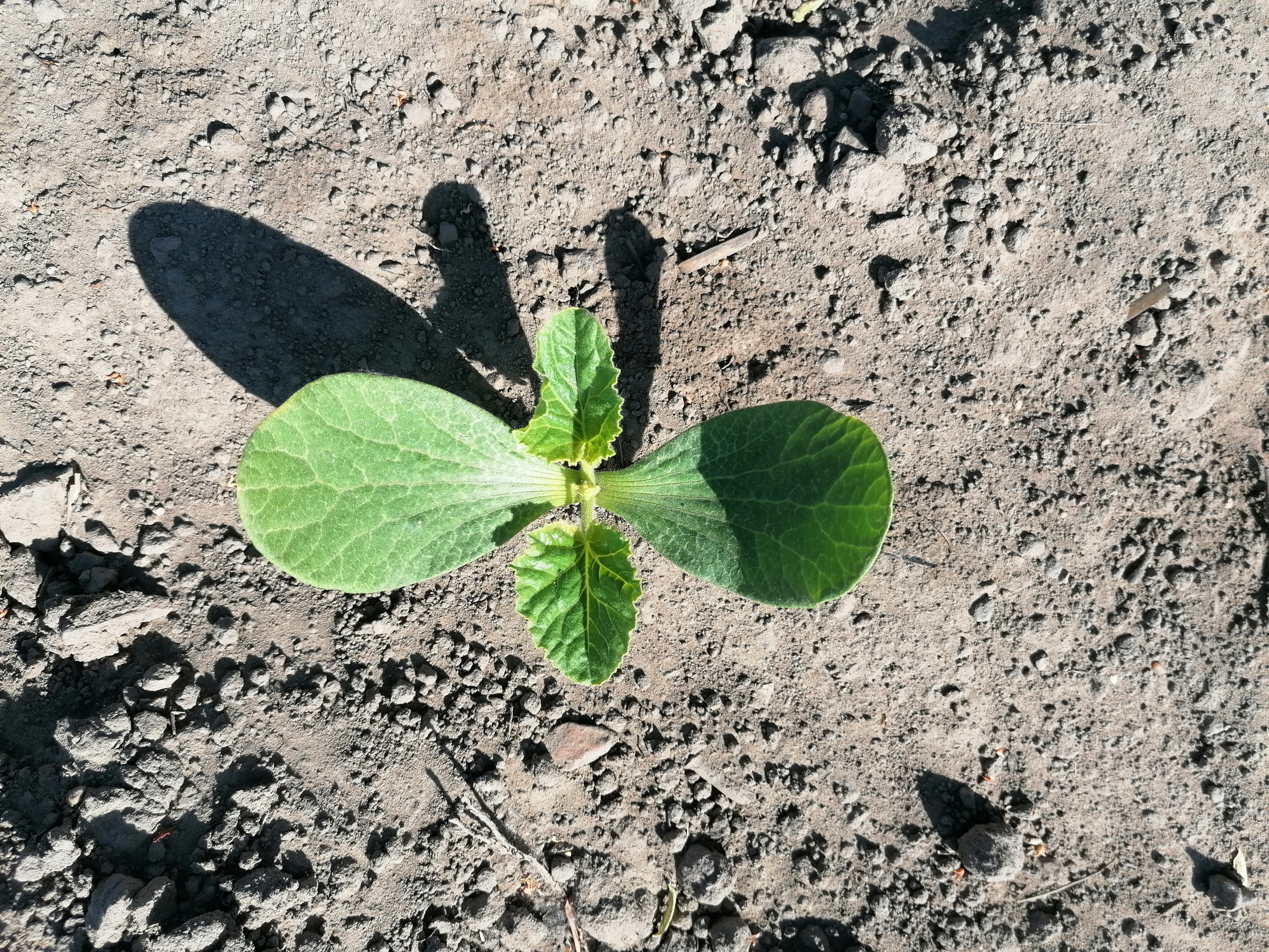 De pompoenplanten zijn gezaaid en geplant. Ze zijn in volle groei!