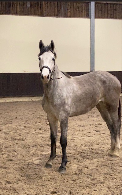 Chaccoona Van Moretus