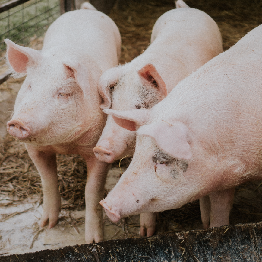 Schermafbeelding 2020 01 10 om 13 43 40