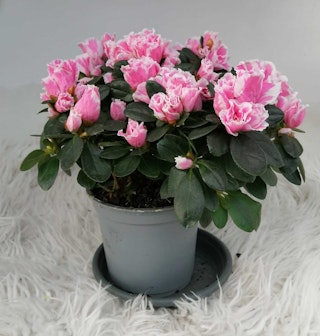 azalea roze