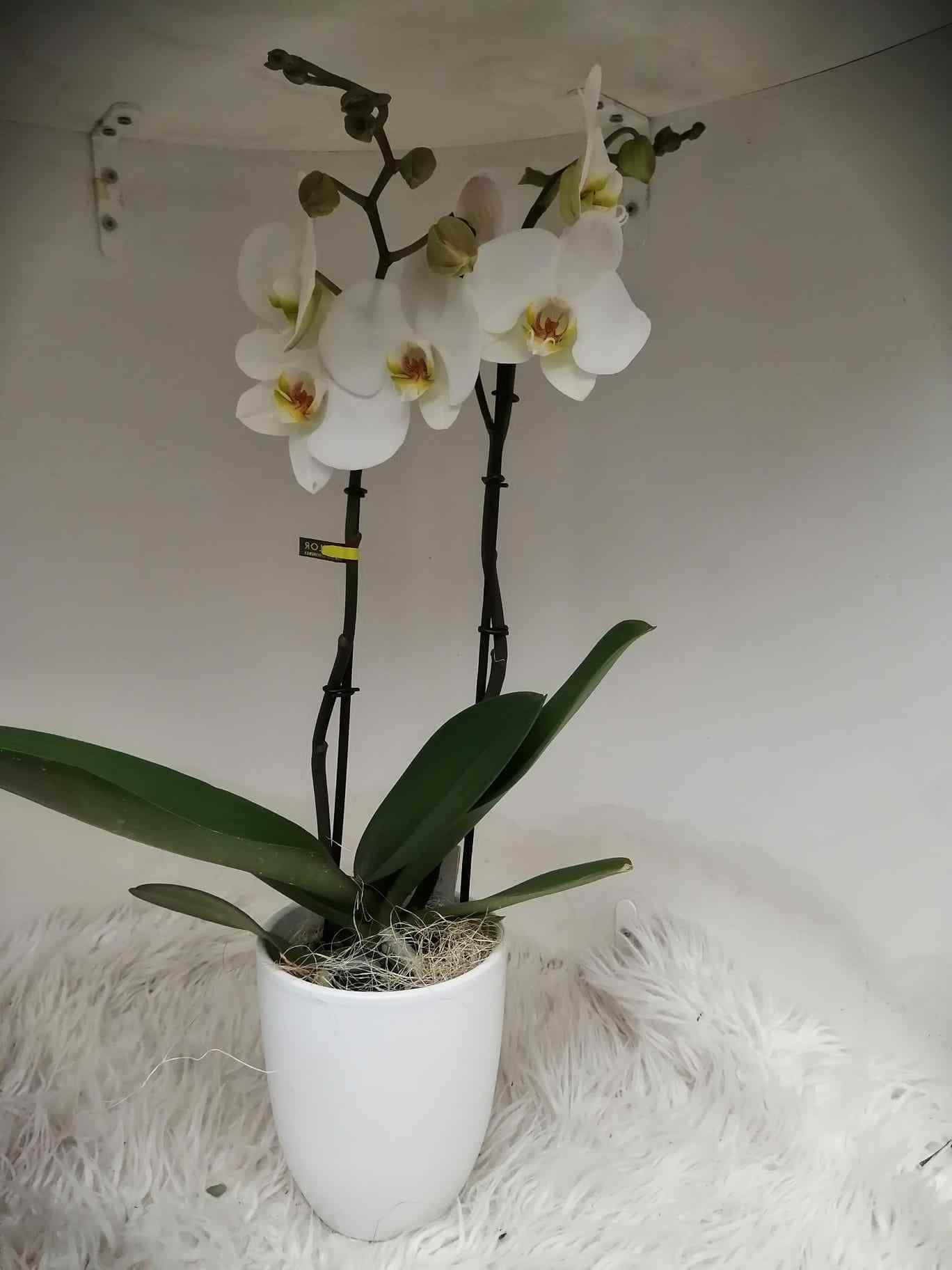 witte orchidee pot