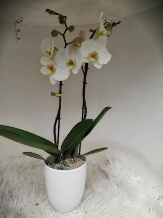 witte orchidee pot