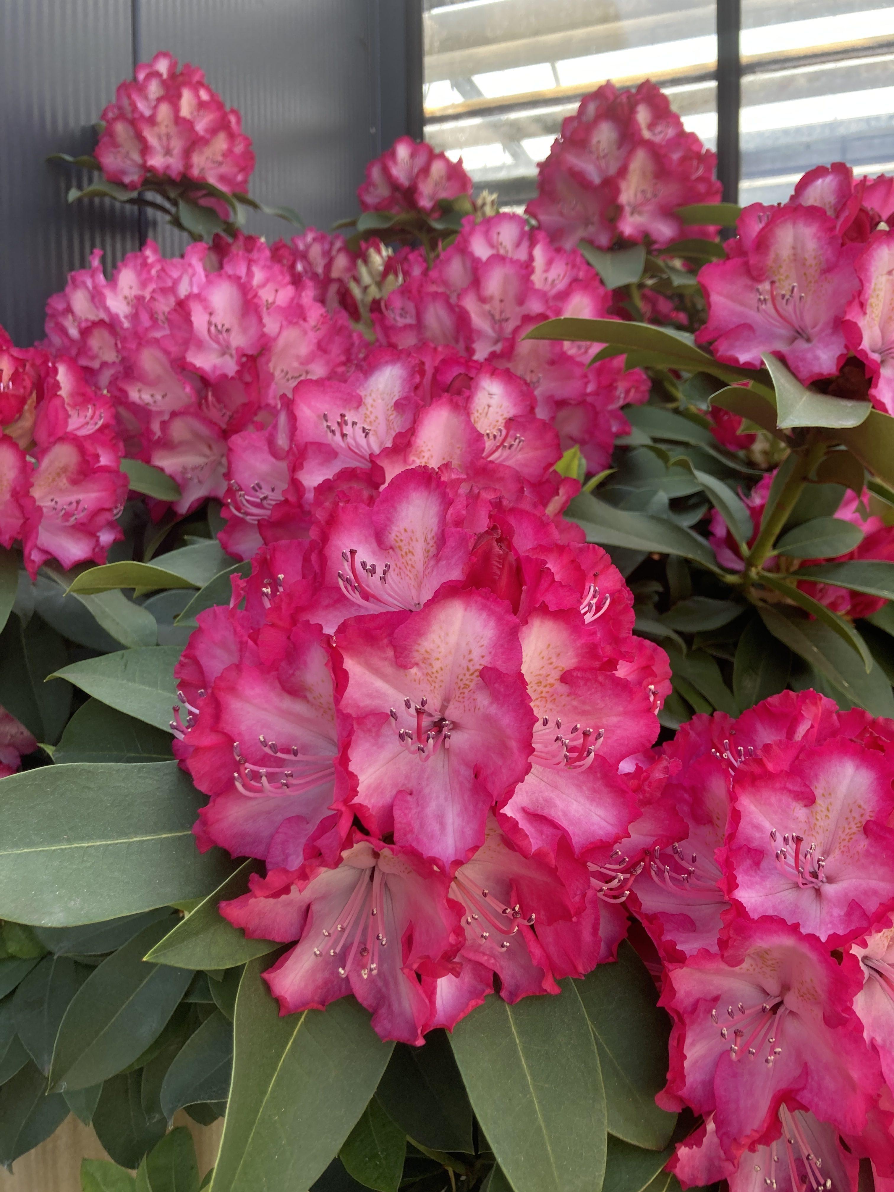 rhodendendron