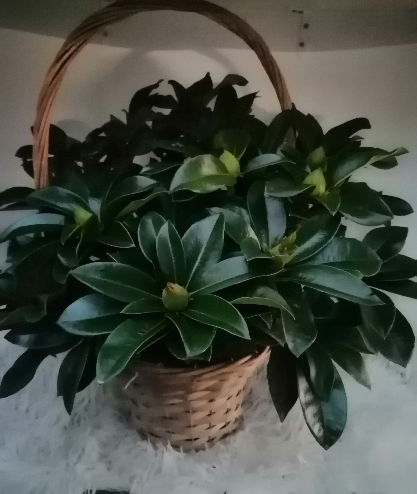 rhododendron in mand