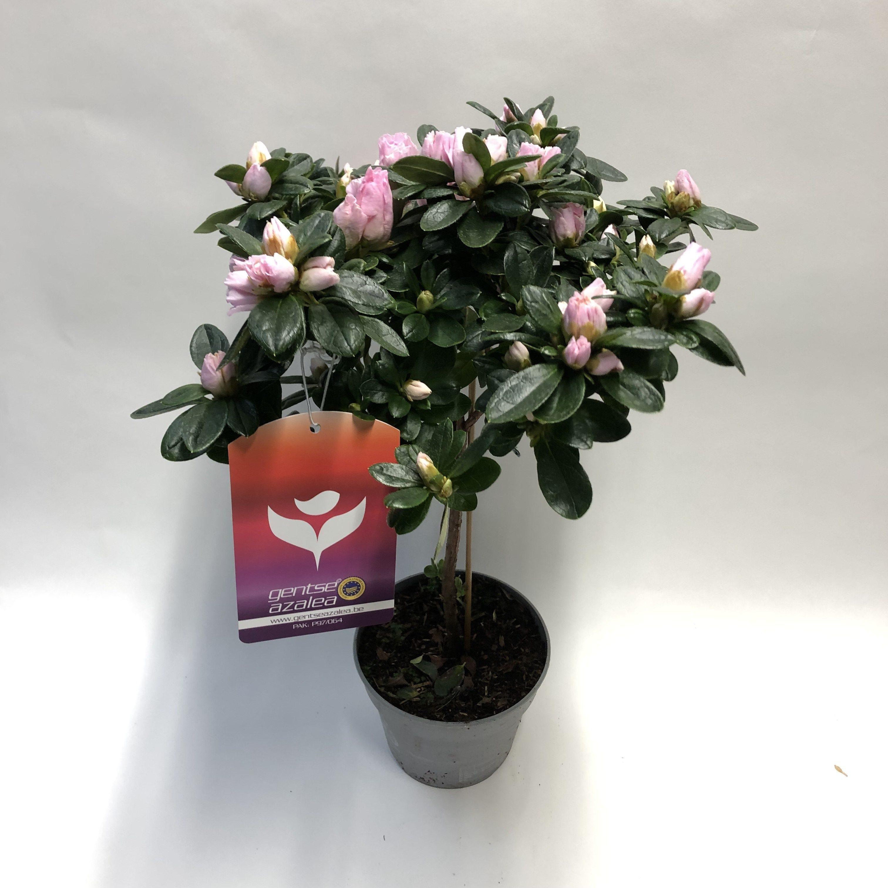 stam azlea roze