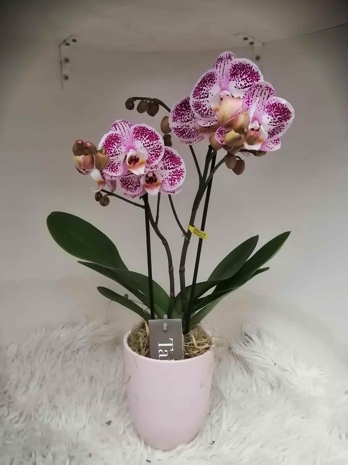 paarse orchidee pot