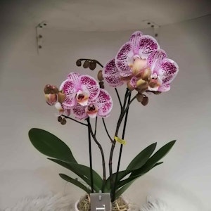 paarse orchidee pot