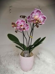 paarse orchidee pot