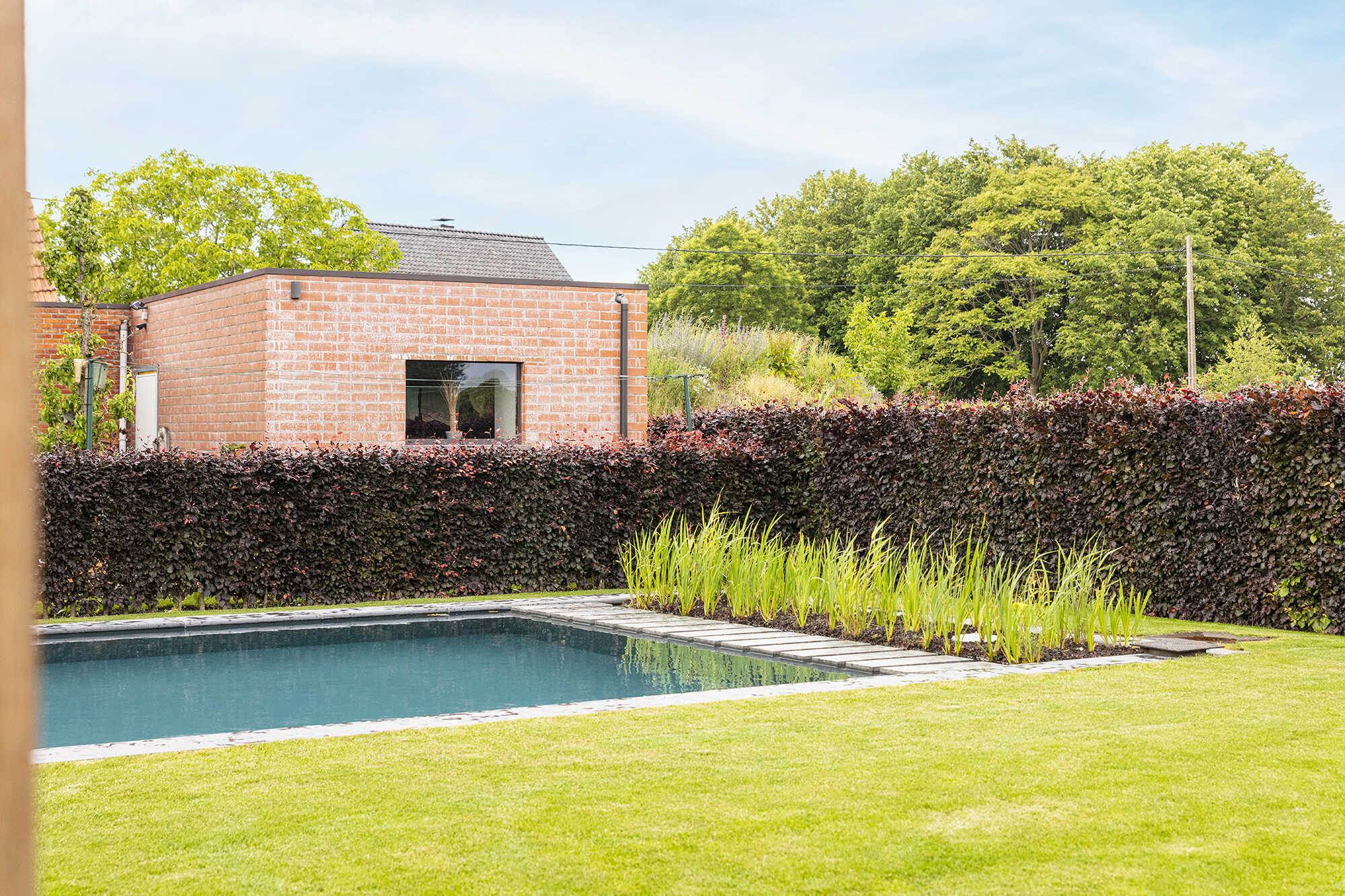 Candekoak186 optimized