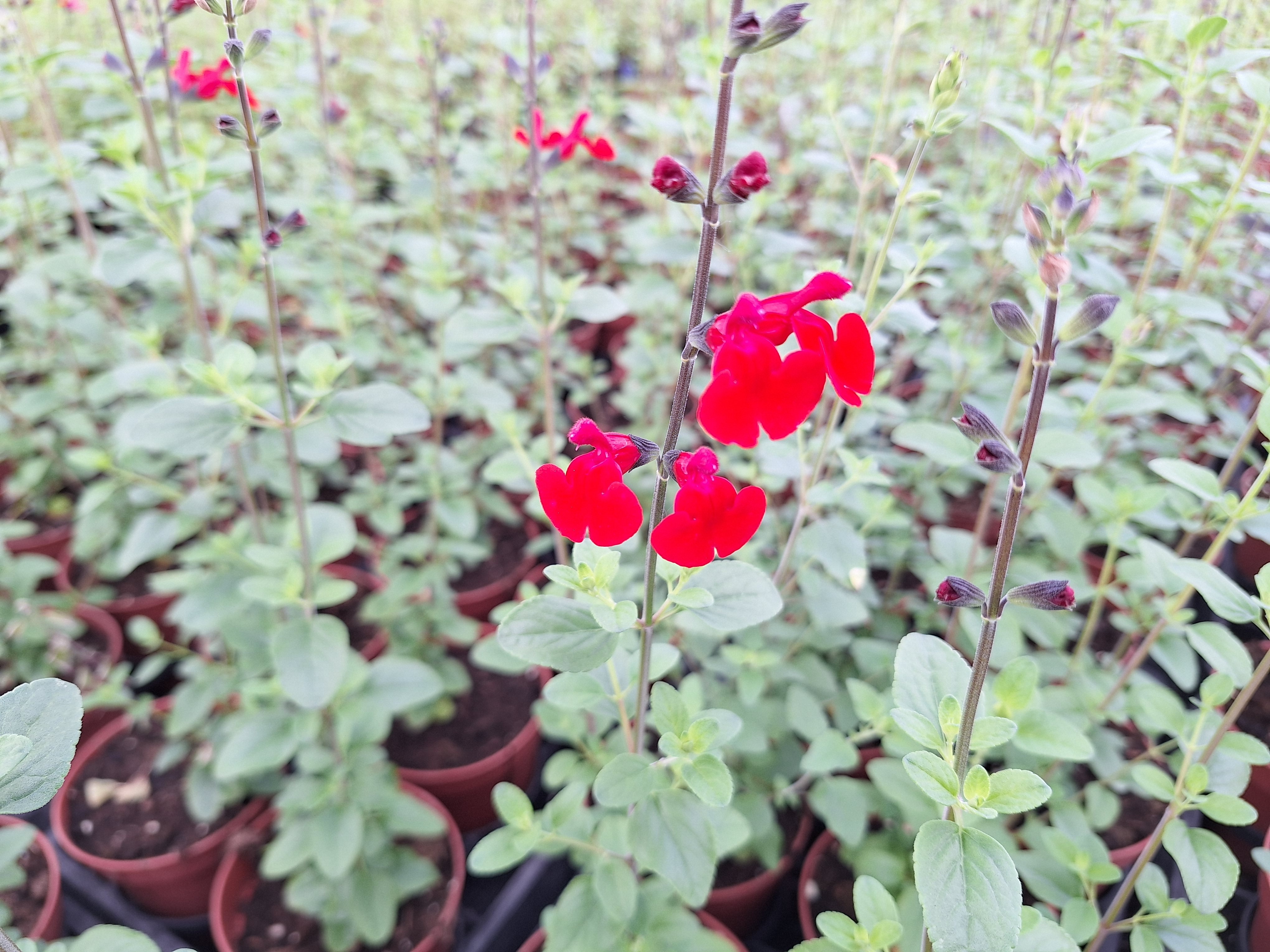 1714751628733759876294449279003