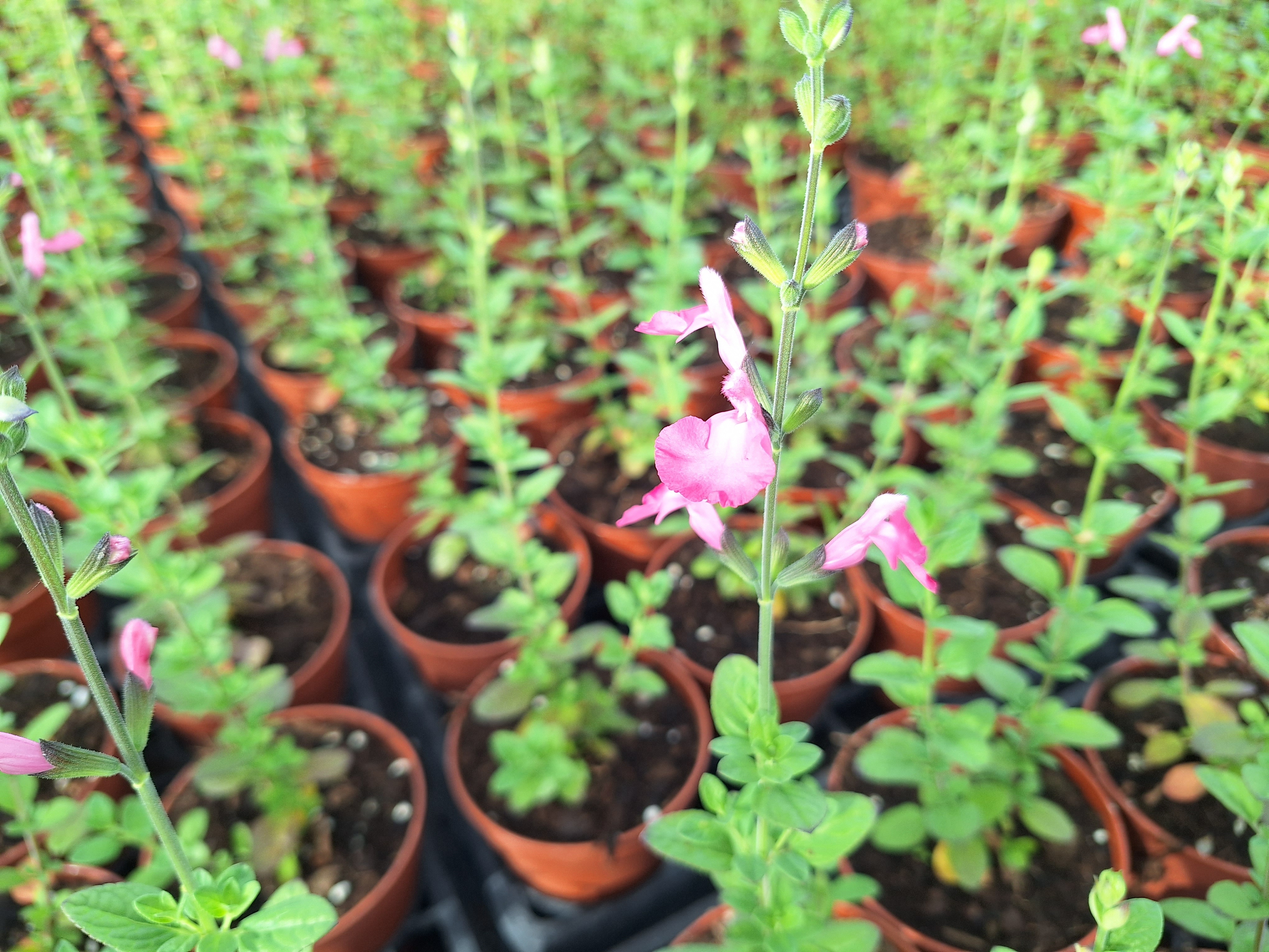 17147517282935518853918408551220