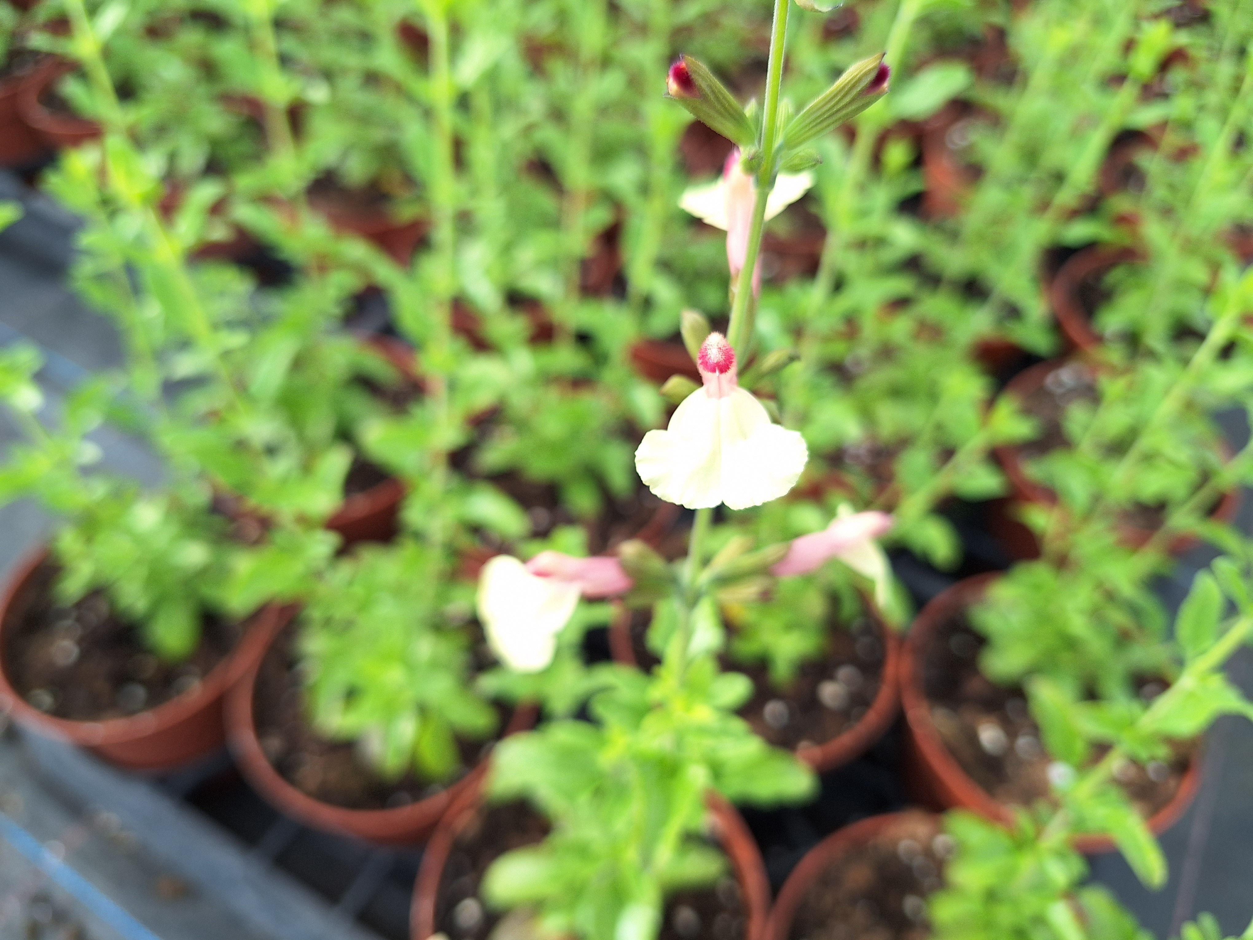 17147518057596897922936329298001