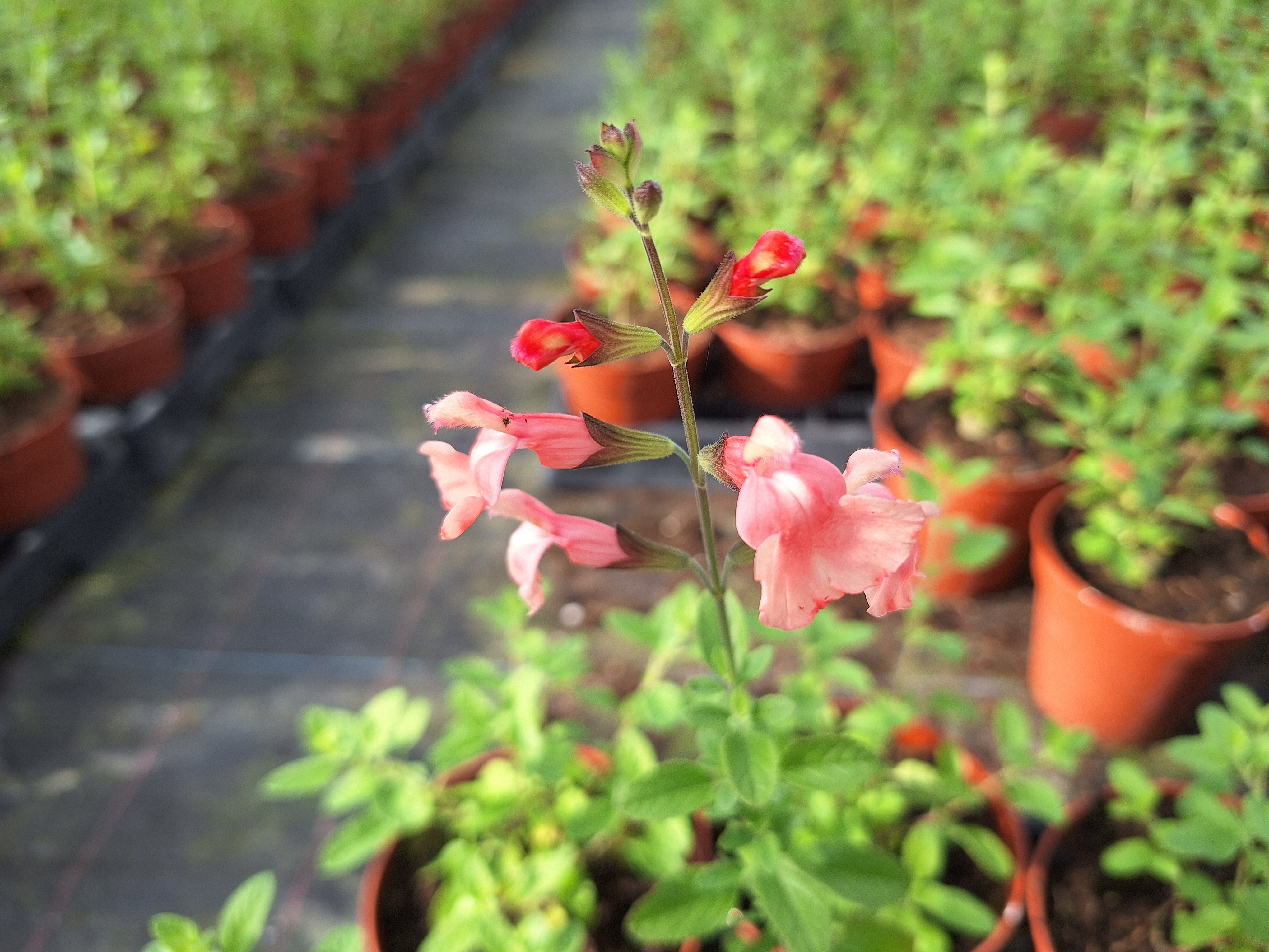 17147519012441734970124638533097