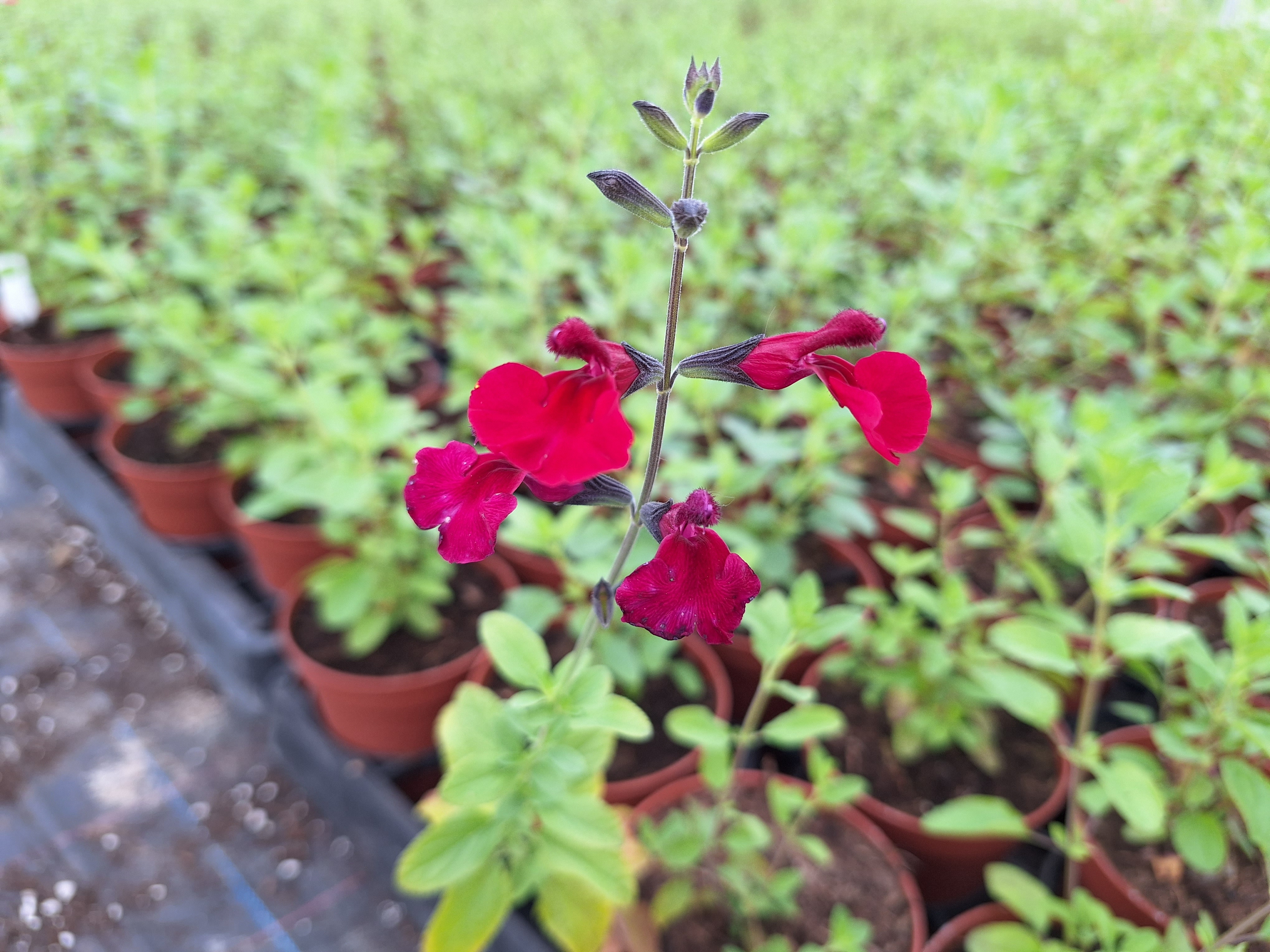 171475197039837142409171945747