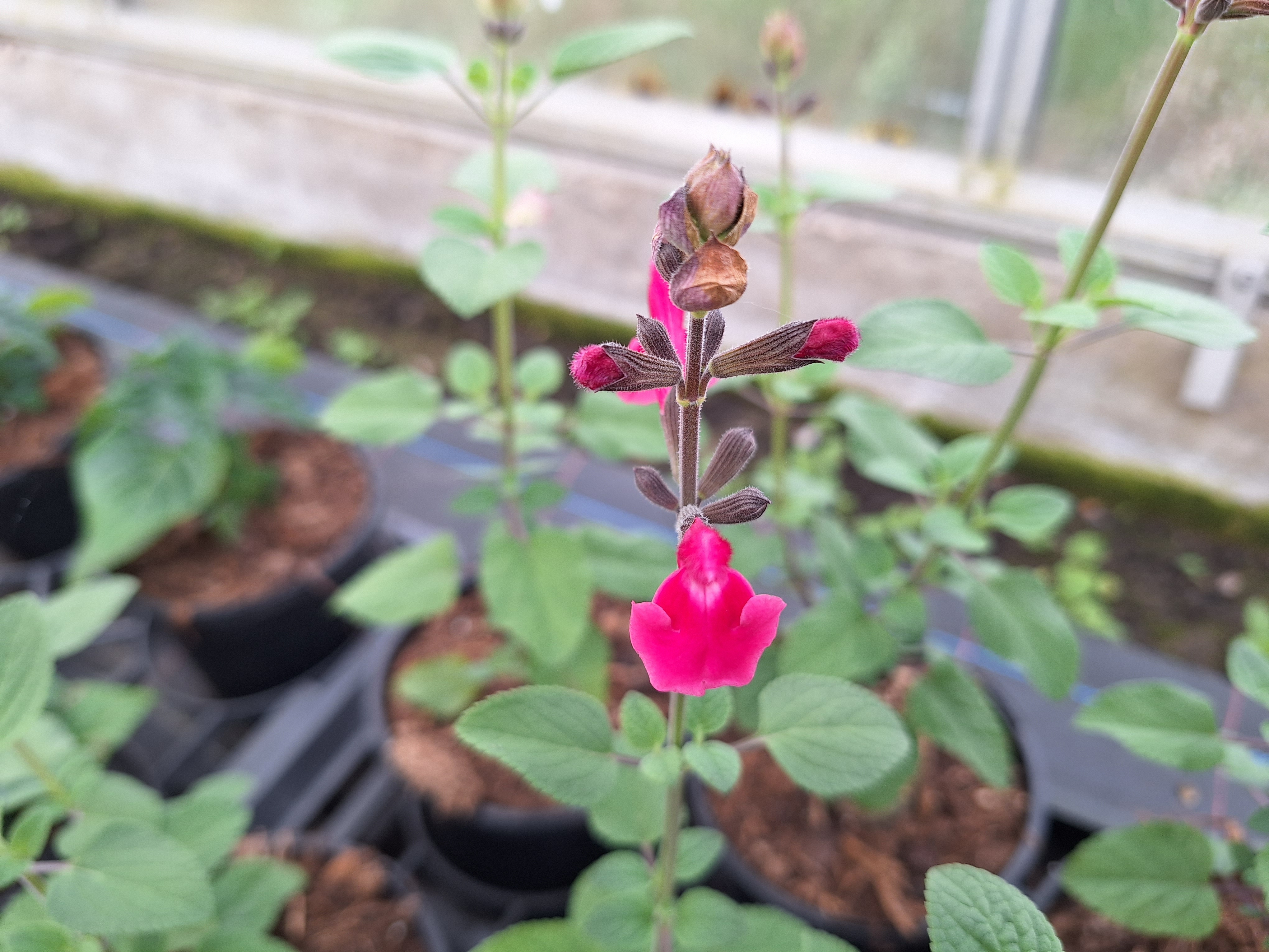 17147522668132201526167716827950