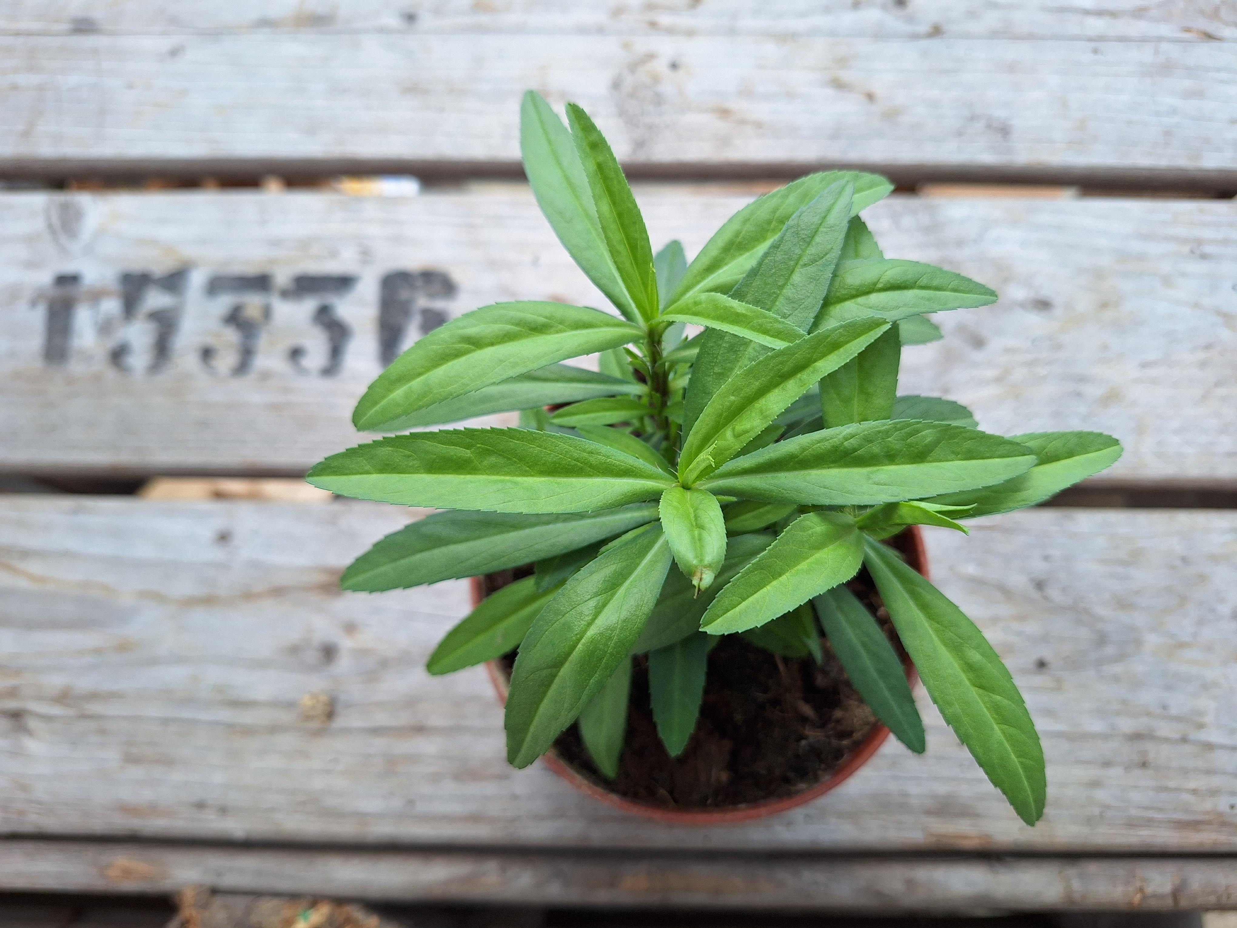 17150820405216050488264895734570