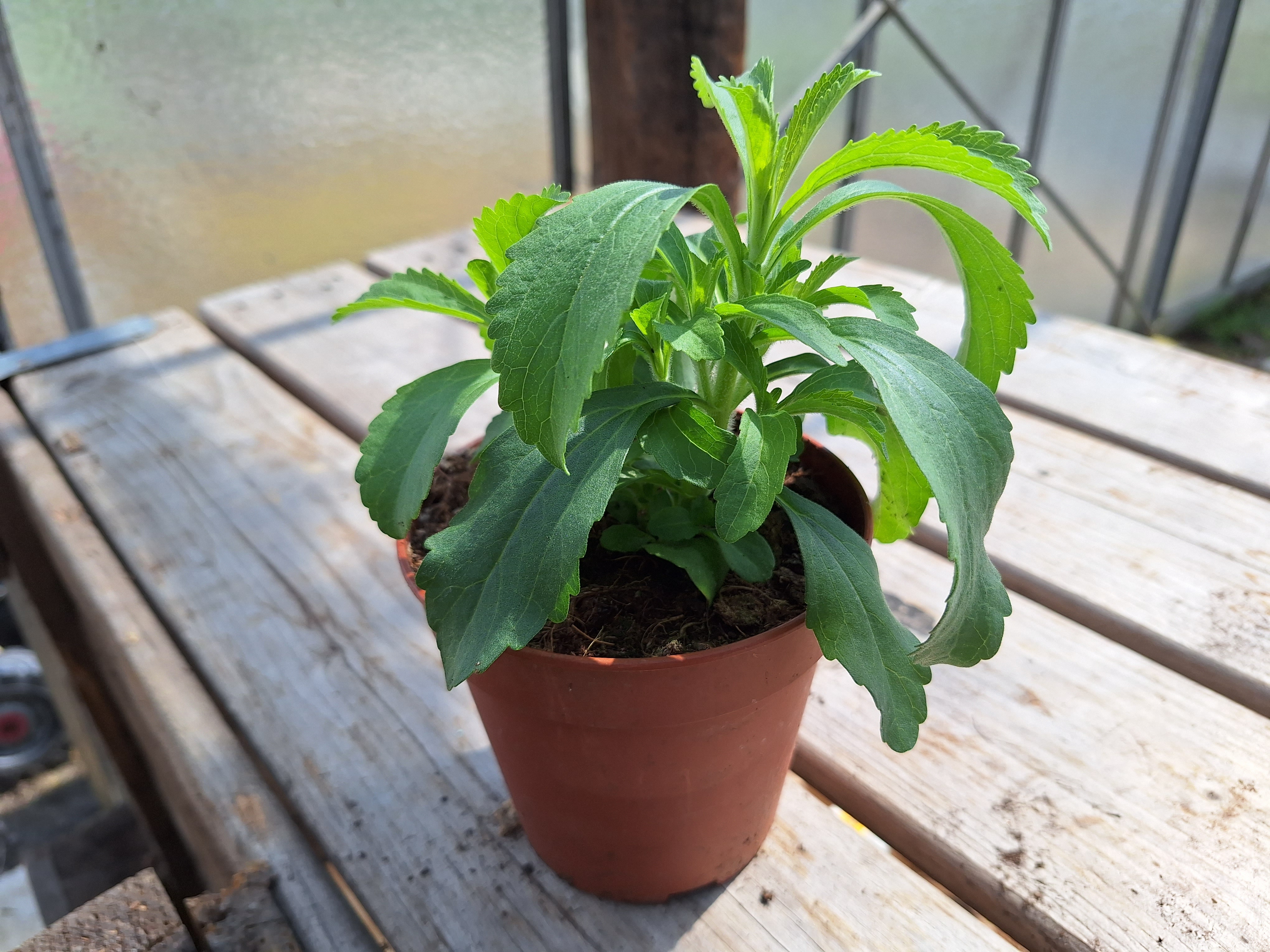 17150830942518902610094647205142