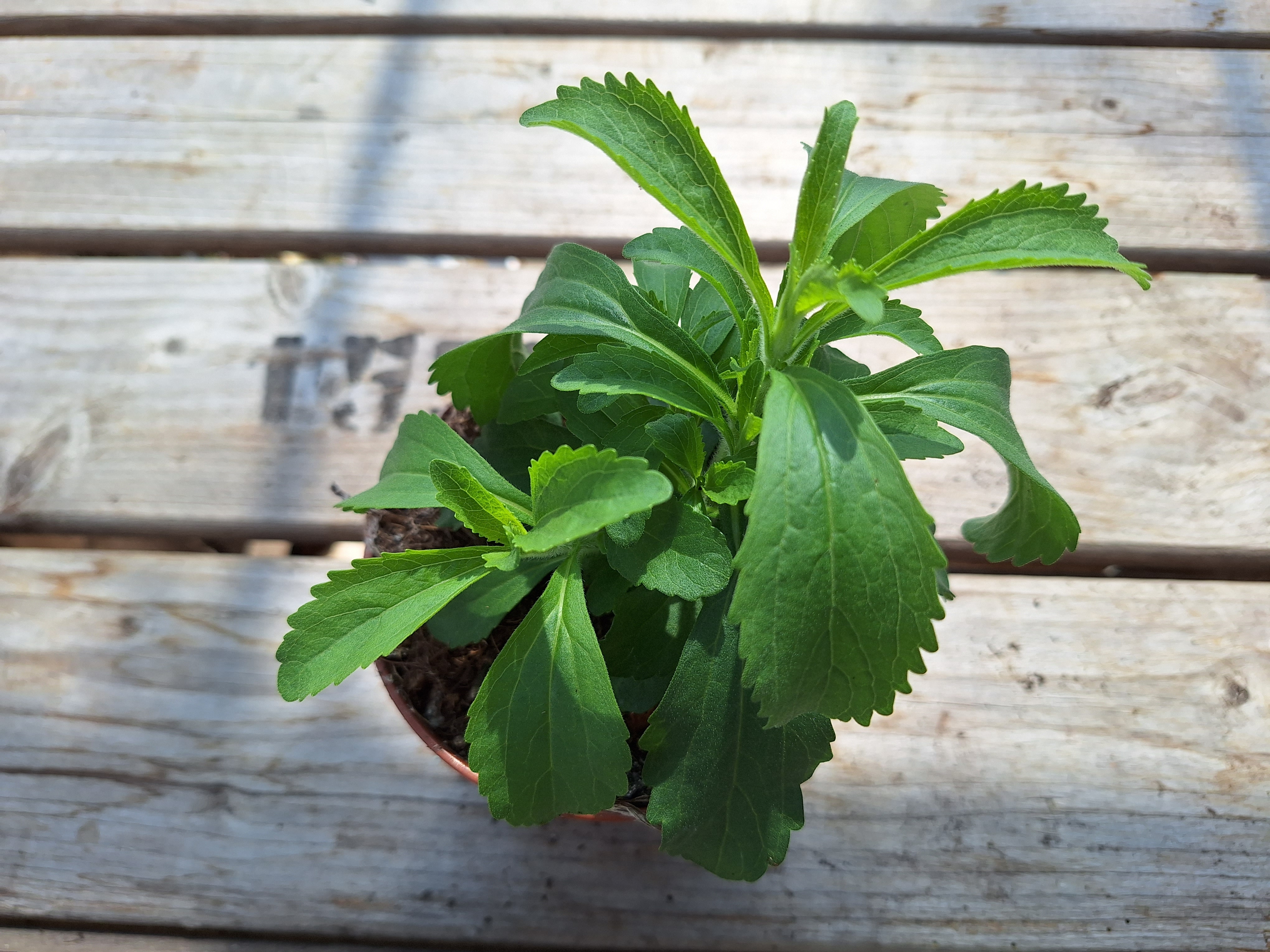 17150831268471307082366803133062