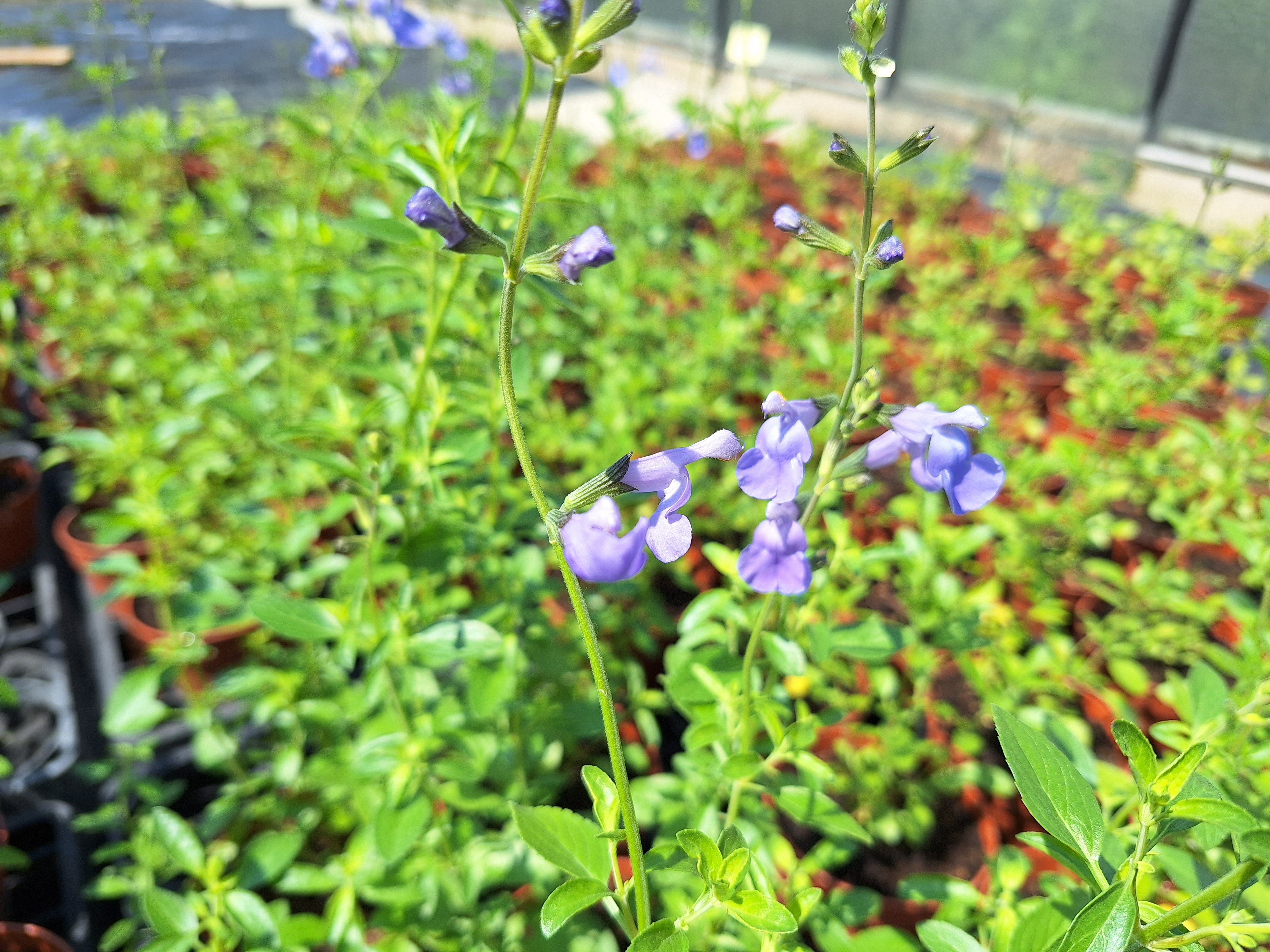 17156015618233199064412433714609