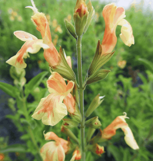 1 Salvia Belle de Loire 649x684