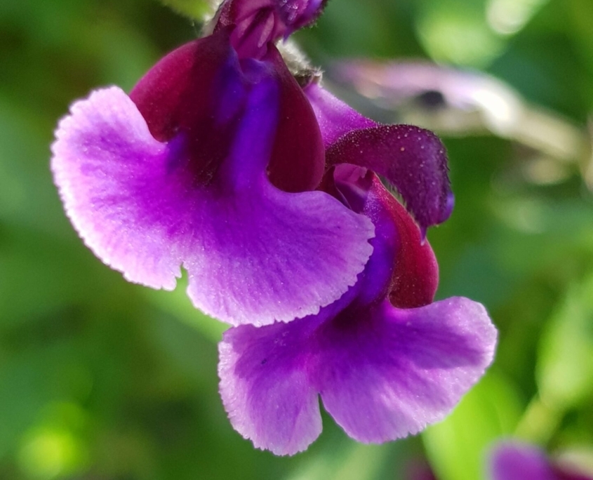 1 Salvia Oriental Dove 845x684