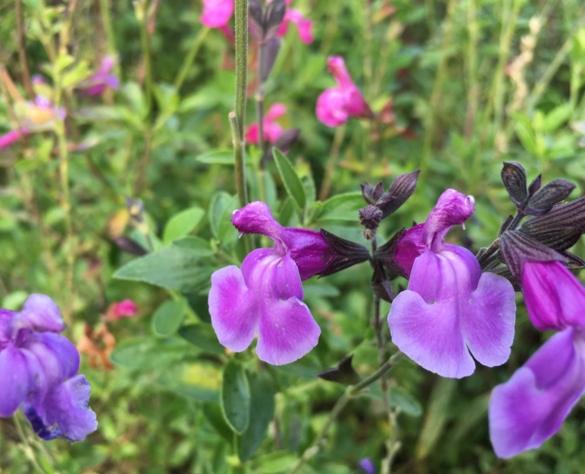 1 Salvia microphylla Carolus 845x684