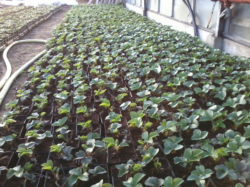 Aardbeiplanten