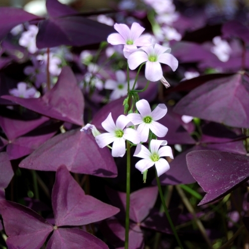 Limoenklaver Oxalis purpurea