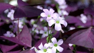 Limoenklaver Oxalis purpurea