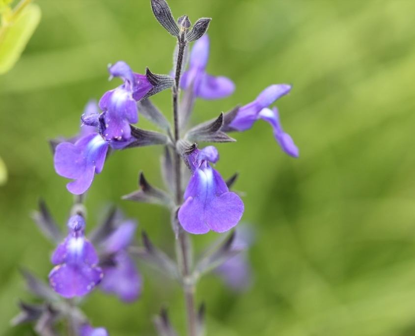 Salvia Delice Feline 2 845x684