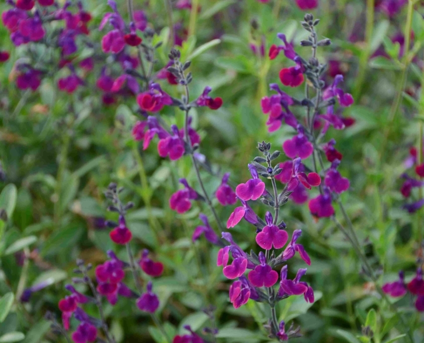Salvia Violette de Loire 845x684