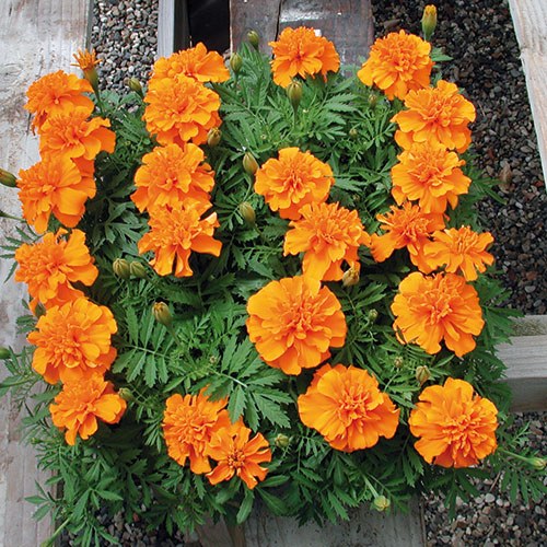 Tagetes King Orange