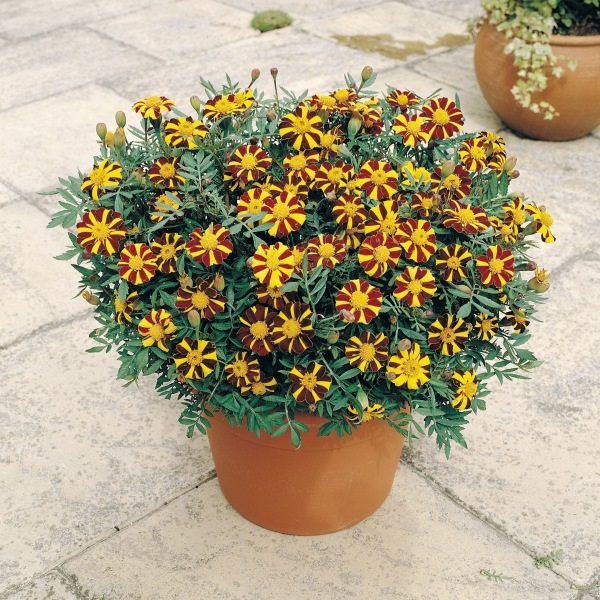 Tagetes mr majestic