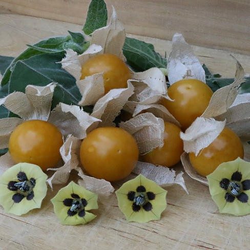 Ananaskers 003 488 390a1628