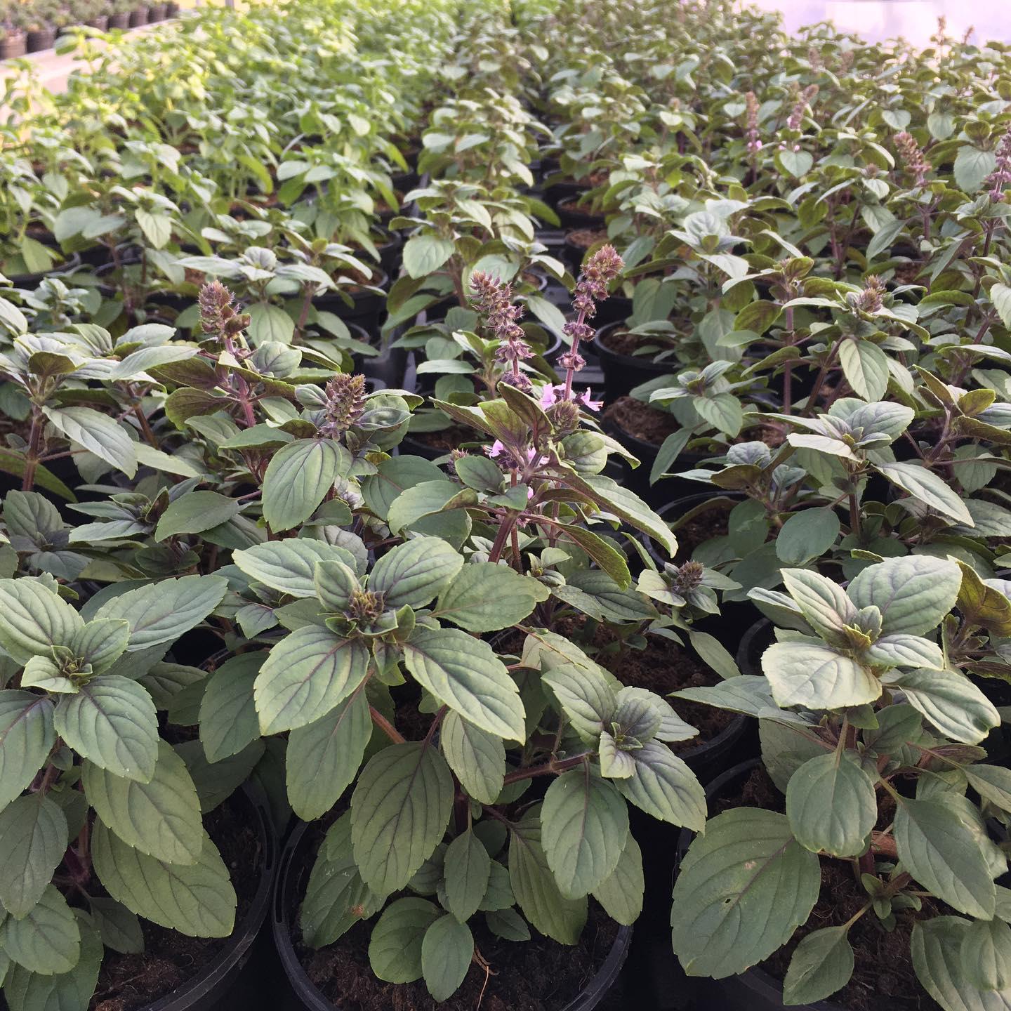 Basilicum magic mountain