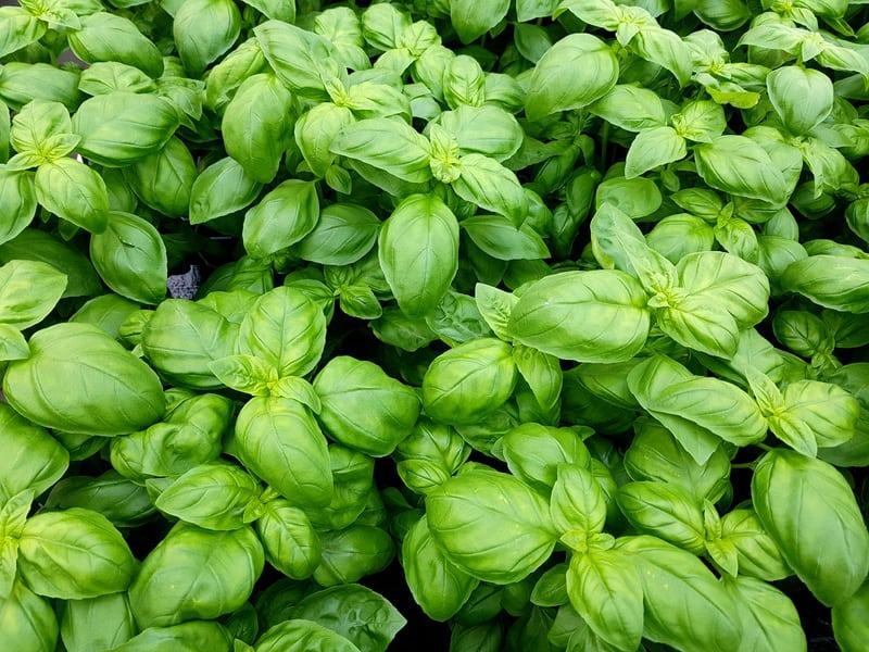 Basilicum1