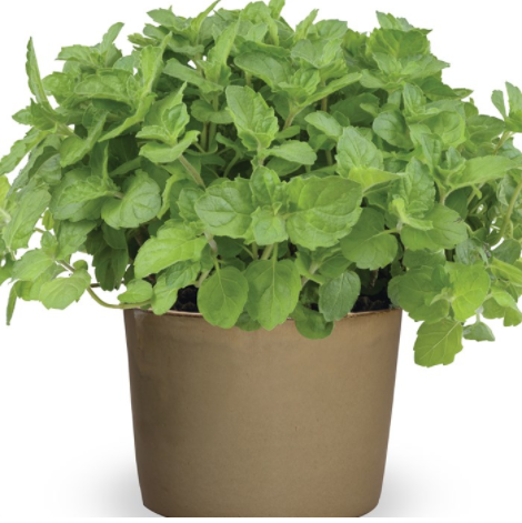 Berries and creammunt