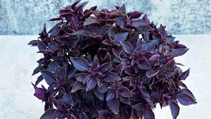 Fijnbladige basilicum paars